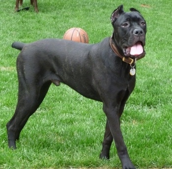 Cylde the black brindle Cane Corso Italiano is standing in grass with a Spalding basketball and another dog behind it.