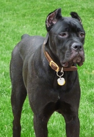 Dog Breed Italiano Cane Corso Stock Image - Image of black, brave