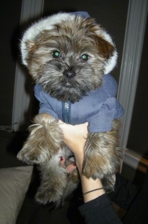 Grizzly the Care-Tzu is wearing a dog hoodie. It is being held up in the air by a person