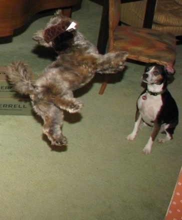Grizzly the Care-Tzu is jumping to grab a plush toy. There is another dog named Watson the Boglen Terrier sitting and watching it happen