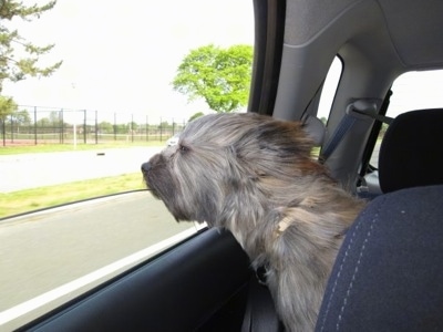Grizzly the Care-Tzu is sitting in the back of a car and its head is out of the window and his fur is blowing in the wind
