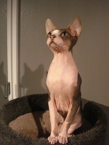 Cyrus the Sphynx Cat is sitting in a cat bed and looking up at the ceiling