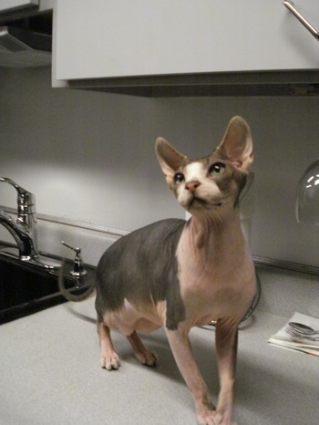 Cyrus the Sphynx cat is standing in front of a kitchen sink on top of a gray counter and looking up and to the left