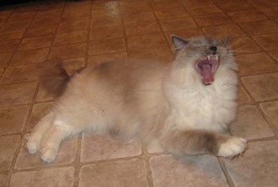 Sullivan the Ragdoll is laying on a tiled floor with its mouth wide open yawning.