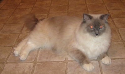 Sullivan the Ragdoll Cat is laying down on a tiled floor