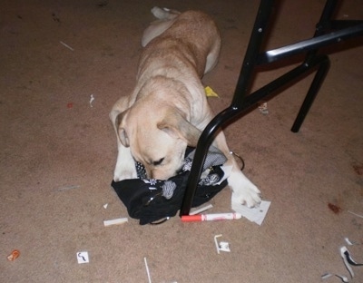 Buster the puppy has his nose in a black purse with chewed up items all around him