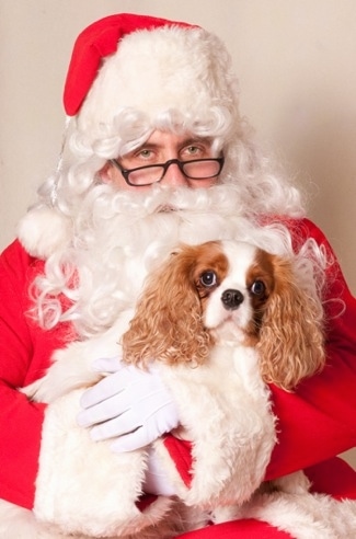 Tessie the Cavalier King Charles Spaniel is in the arms of an Unhappy Santa Claus