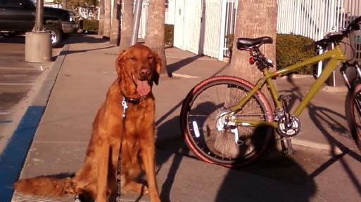 A large, drop-eared, short coated, red mixed breed dog is sitting on a sidewalk next to a bike leaning against a tree with its mouth open and tongue out.