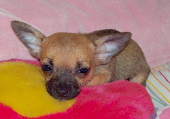 Monkey the Chihuahua Puppy is laying on a pink and yellow flower plush pillow