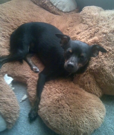 Sam the black with tan ChiPin is laying on the arm of a giant plush bear