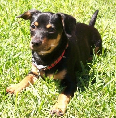 Sham Wow the black and tan Chiweenie is wearing a red collar laying in a field of grass