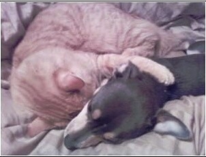 Close Up - Hercules and a cat are cuddled together on a bed