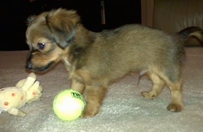 Left Profile - Chewbacca the Chiweenie as a puppy is standing next to a tennis ball and a yellow plush giraffe toy