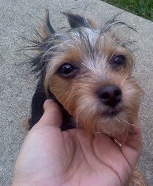 Gracie the Chorkie is sitting on a sidewalk and being pet under the chin by a person.