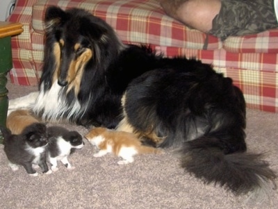 Kodiak Spirit the Collie is laying in front of a red and tan plaid couch looking at a litter of four kittens who are in front of him and there is a person laying on the couch.