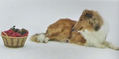 Laddie the Collie is laying on a white backdrop and looking at a pine cone basket that is to the left of him