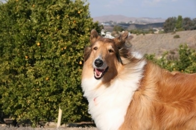 Ginger the Collie is looking towards the camera holder with her mouth open looking happy with orange trees and a good view in the background