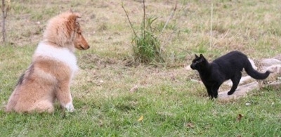 Neko the Collie puppy is sitting in front of a black cat that is standing on a rock looking at him