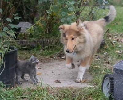 Neko the Collie puppy is running across a yard and is in front of a gray kitten that is hissing at him