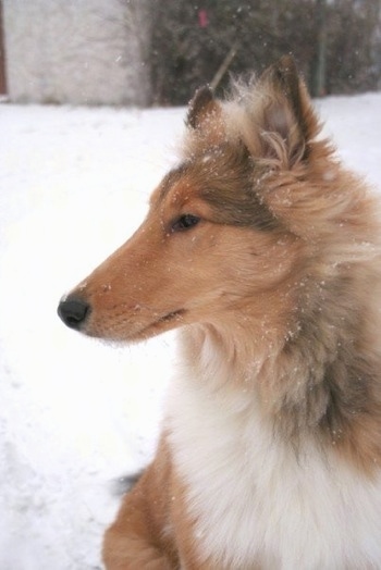 Close Up - Neko the Collie puppy is sitting in snow with snow on her coat and looking to the left