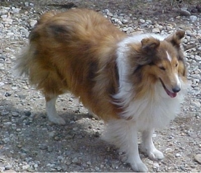 Simba the Rough Collie is standing on a rocky surface. Her mouth is open and she is looking to the right