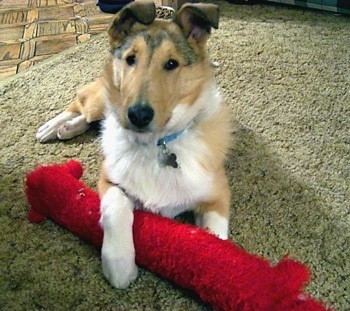 Heath the Collie puppy is laying on a tan rug and looking at the camera holder with his front left paw overtop of a red long plush dog toy