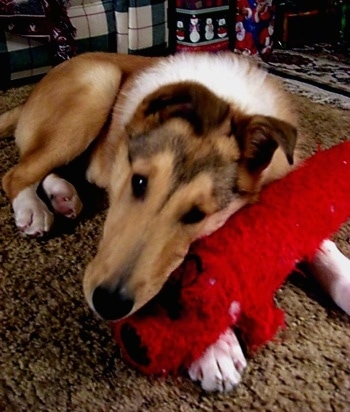 Heath the Collie is laying on a rug and his head is laying on the long red plush dog toy