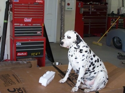 Louie the Dalmador is sitting in a garage on a cardboard and next to a large sized toolbox