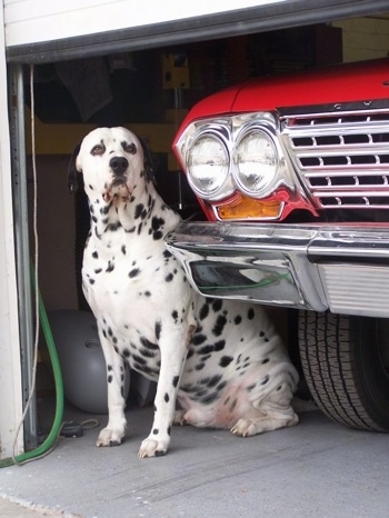 Louie the Dalmador is sitting in a garage next to a red retro vehicle