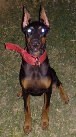 Debbie the black and tan Doberman Pinscher is wearing a thick red collar sitting outside and looking up