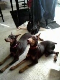 Jazzmin and Cynamun The Doberman Pinschers are laying side-by-side on a carpet in front of a table and looking up