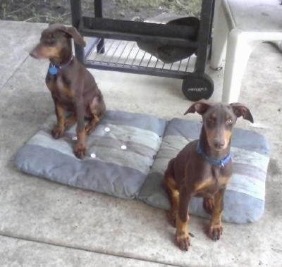 Jazzmin and Cynamun the Doberman Pinscher as puppies sitting on a chair cushion and in front of a grill
