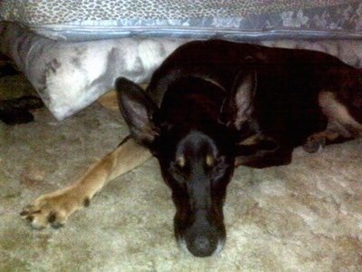 Cairo the Doberman Shepherd is laying on the ground next to a bed