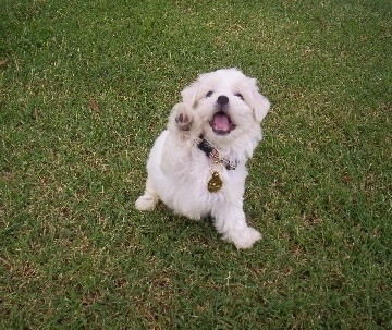 A white Maltipoo puppy is sitting on grass with its left paw in the air and its mouth open