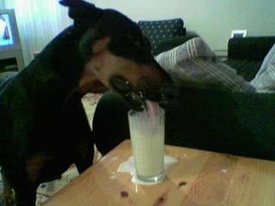 The right side of a black with brown Doberman drinking milk out of a glass on a wooden table