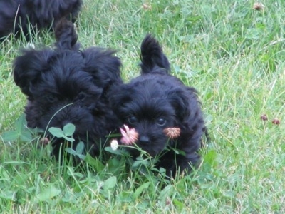 Two black Yorkipoo puppies are standing outside in grass