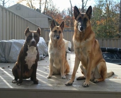Three dogs are sitting next to each other outside on a wooden deck.