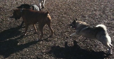 A dog playing with Bruno the Boxer and Tia the Norwegian Elkhound running towards them