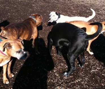 Five Dogs in a cluster at the dog park