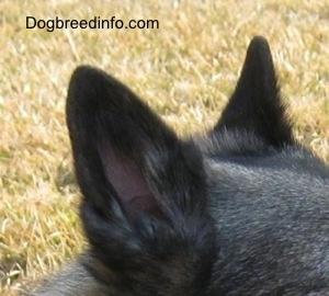 Close Up - The right side of the black ears of a dog that is outside.