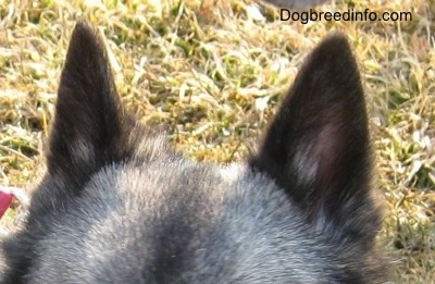 Close Up - The small prick ears of a tan dog that is outside in grass.