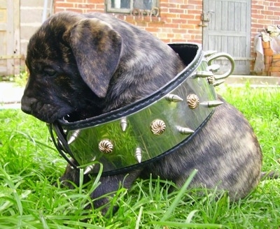 Topatacaya de Rey Gladiador the Presa Canario puppy is sitting in grass with a huge collar around its body