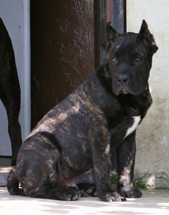 Presa Canario Puppy is sitting in front of an open door and looking to the left