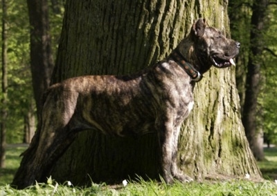 Left Profile - Tobatacaya de Rey Gladiador the Presa Canario is standing in front of a large tree with its tongue out and mouth open