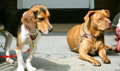 A black, tan and white tricolor Beagle is standing in a driveway next to a laying red-nose Pit Bull