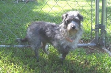 Juno the black and gray Doxiepoo is standing in front of a chainlink fence