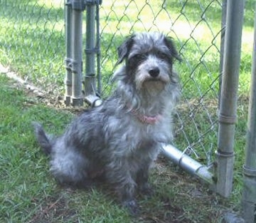 Juno the grey with black Doxiepoo is sitting outside in a front chain link fence gate.