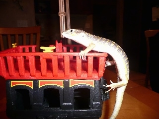 Left Profile - An Egyptian skink is climbing up the side of a toy into a red plastic basket.
