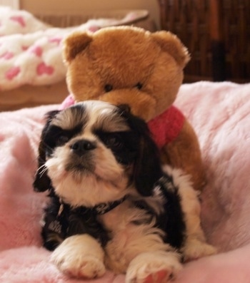 A black and white Engachon puppy is laying down in a pink dog bed with a brown teddy bear behind it
