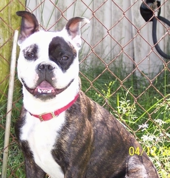Bocephus the brown brindle and white English Boston-Bulldog is wearing a red collar and sitting in front of a chain link fence. His mouth is open, it looks like he is smiling.